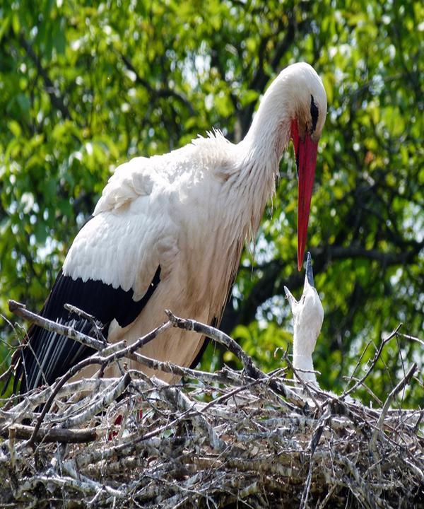 Gaststaette Zum Vogelpark